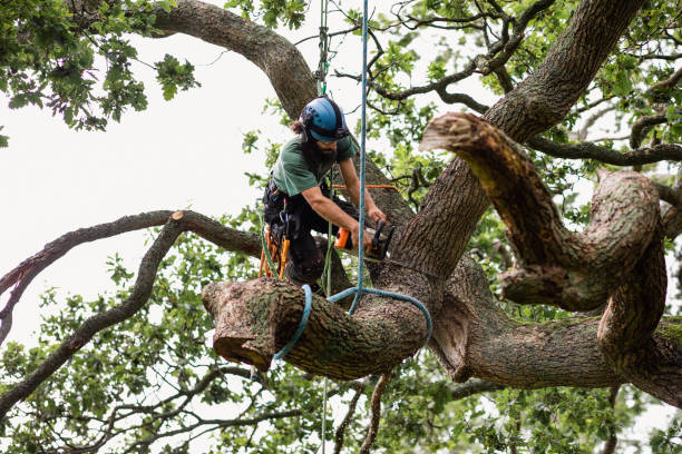 Leaf Removal in Campbell, OH